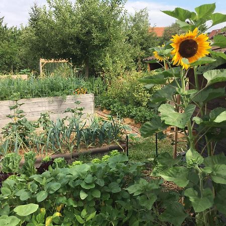 Ferienhaus Mit Naturgarten Dachsen Eksteriør billede