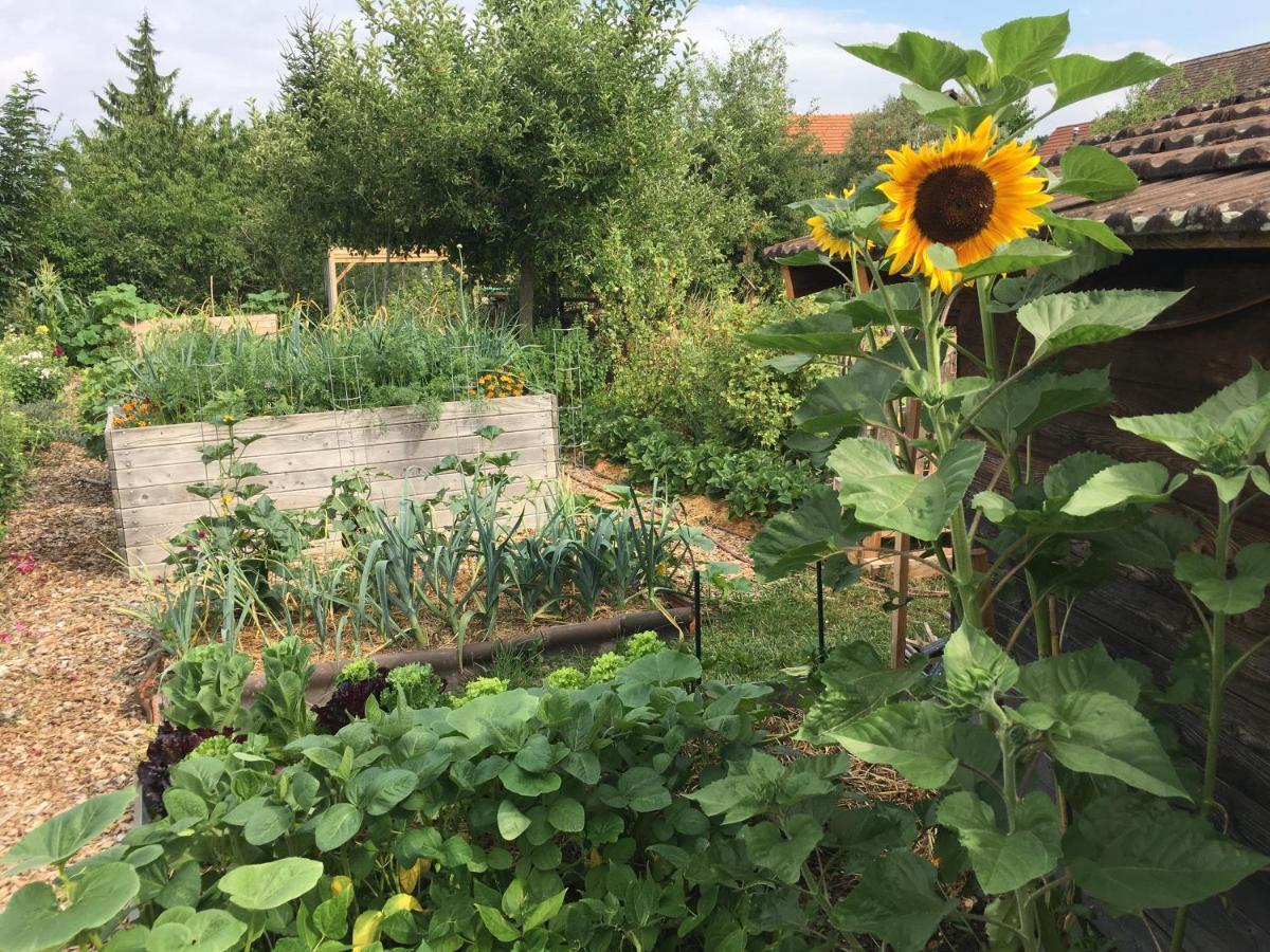 Ferienhaus Mit Naturgarten Dachsen Eksteriør billede